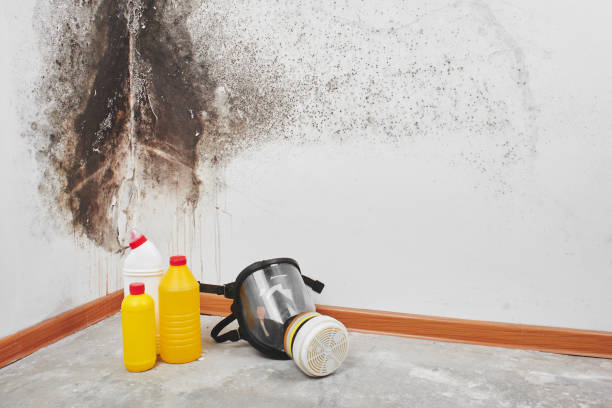 Best Mold Testing and Inspection Services in St Croix Falls, WI
