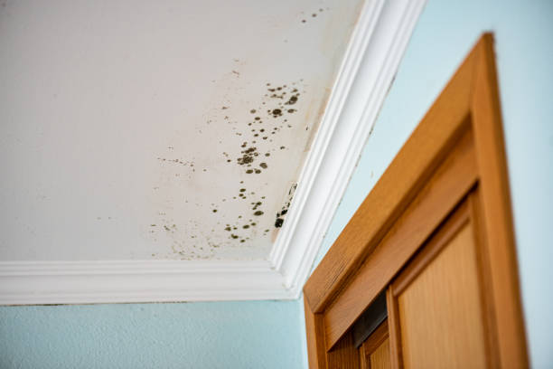 Best Insurance-Related Mold Remediation in St Croix Falls, WI