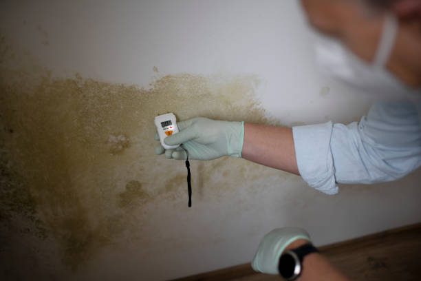 Best Emergency Mold Remediation in St Croix Falls, WI