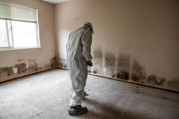 Best Industrial Mold Remediation in St Croix Falls, WI